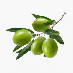  Omuz Bağlama Halka Kemer Tulum